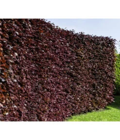 10 Meter Blutbuche ‘Purpurea‘, 50 X 100-125 Cm -Gardena Store 7185523 WE MO 001 FagusSylvaticaPurpureaLuckner
