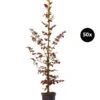 10 Meter Blutbuche ‘Purpurea‘, 50 X 100-125 Cm