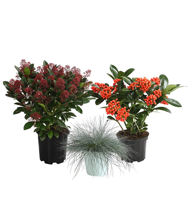 Grabpflanzen-Set Immerwährend, 3-teilig 1 Grabpflanzen-Set Immerwährend, 3-teilig