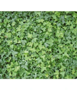 Gewöhnlicher Efeu -Gardena Store 7207871 BildD 001 GewoehnlicherEfeuHedHelix