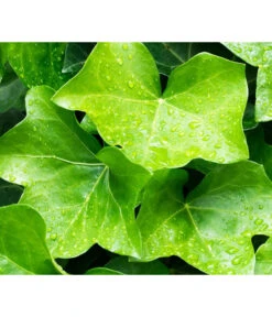 Irischer Efeu - Großblättriger Efeu -Gardena Store 7209539 WE MO 011 EfeuHibernicaPixabay