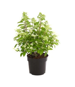 Rispen-Hortensie 'Prim White' 6 Rispen-Hortensie 'Prim White' -Gardena Store 7223985 PR FS 001 HydrangeaPaniculataPrimWhiteDehnerExpressHerzig