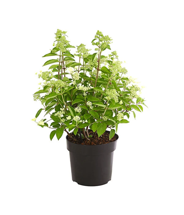 Rispen-Hortensie 'Prim White' 3 Rispen-Hortensie 'Prim White' – Bild 3