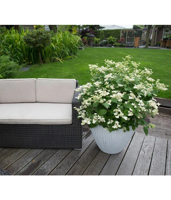 Rispen-Hortensie 'Prim White' 2 Rispen-Hortensie 'Prim White' – Bild 2