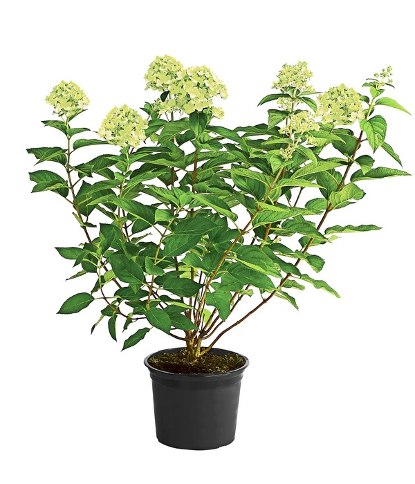 Rispen-Hortensie 'Limelight®' 2 Rispen-Hortensie 'Limelight®' – Bild 2