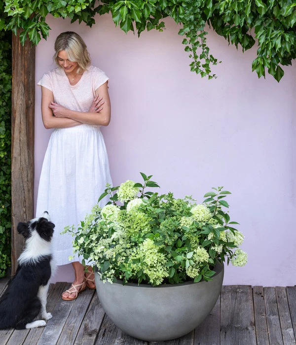 Rispen-Hortensie 'Limelight®' 3 Rispen-Hortensie 'Limelight®' – Bild 3