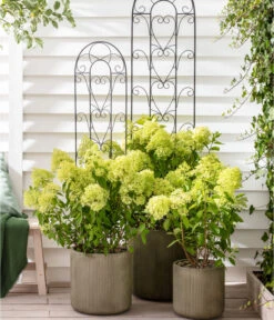 Rispen-Hortensie 'Limelight®' 10 Rispen-Hortensie 'Limelight®' -Gardena Store 7224322 WE MO 011 HydrangeaLimelight