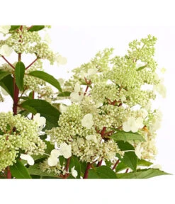 Rotstielige Rispen-Hortensie 11 Rotstielige Rispen-Hortensie -Gardena Store 7225550 PR DE 001 HortensieHydrangeaComtesseBlanche5LDehnerExpressHerzig