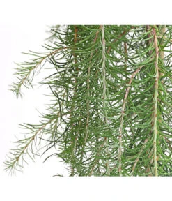 Japanische Hänge-Lärche 'Stiff Weeper' 5 Japanische Hänge-Lärche 'Stiff Weeper' -Gardena Store 7261605 WE DE 001 LarixLaercheStiffWeeper60Stamm5LDehnerExpressHerzig