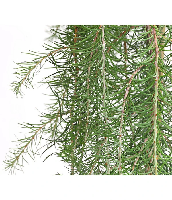 Japanische Hänge-Lärche 'Stiff Weeper' 3 Japanische Hänge-Lärche 'Stiff Weeper' – Bild 3