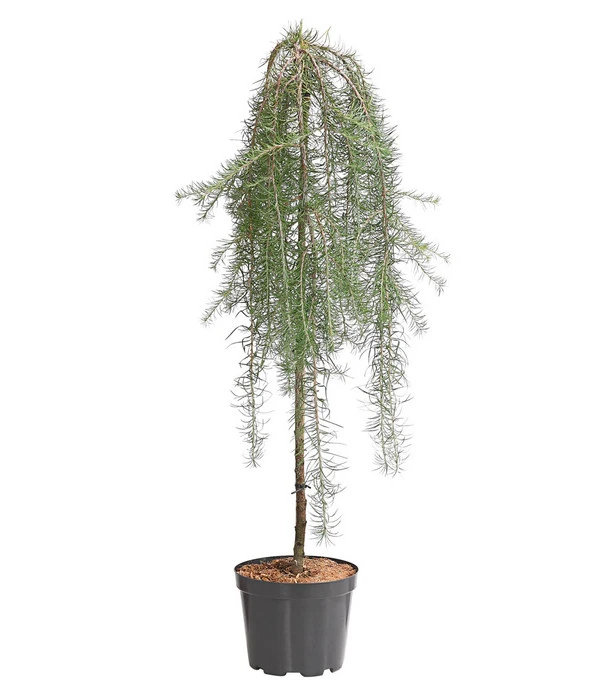 Japanische Hänge-Lärche 'Stiff Weeper' 1 Japanische Hänge-Lärche 'Stiff Weeper'