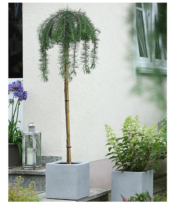 Japanische Hänge-Lärche 'Stiff Weeper' 2 Japanische Hänge-Lärche 'Stiff Weeper' – Bild 2