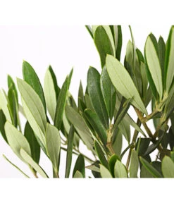 Olive, Stämmchen -Gardena Store 7297088 WE DE 001 OleaEuropaeaT14DehnerExpressHerzig