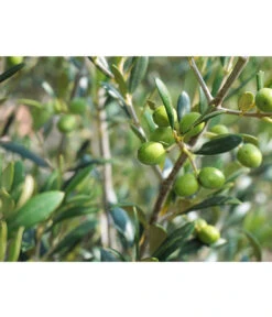 Olive, Stämmchen -Gardena Store 7297088 WE DE 002 OliveOleaEuropaeaStamm Pixabay