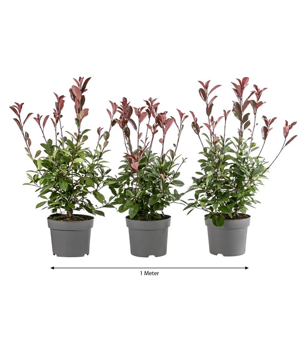 1 Meter Purpur-Glanzmispel 'Red Robin', 3 X Ca. 60 Cm 1 1 Meter Purpur-Glanzmispel 'Red Robin', 3 X Ca. 60 Cm