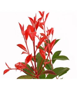 Purpur-Glanzmispel 'Glanzkopf' -Gardena Store 7306111 WE DE 001 PhotiniaGlanzmispelGlanzkopf5LDehnerExpressHerzig