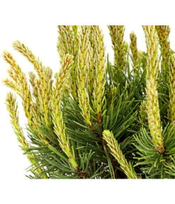 Kriech-Kiefer 'Pumilio', Schale 5 Kriech-Kiefer 'Pumilio', Schale -Gardena Store 7334659 WE DE 001 PinusMugoPumilioKieferSchaleDehnerExpressHerzig
