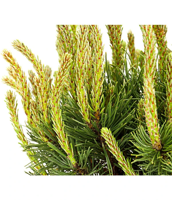 Kriech-Kiefer 'Pumilio', Schale 3 Kriech-Kiefer 'Pumilio', Schale – Bild 3