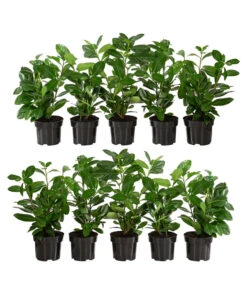 2-3 Meter Kirschlorbeer 'Novita', 10 X Ca. 40-50 Cm