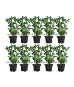 2-3 Meter Kirschlorbeer 'Herbergii', 10 X Ca. 60-70 Cm