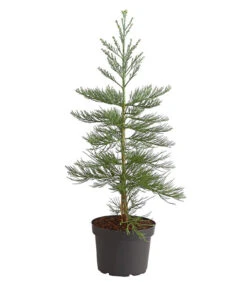 Bergmammutbaum - Wellingtonie 'Glaucum'