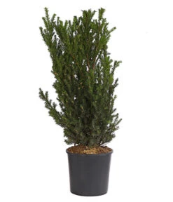 Becher-Eibe 'Hillii'