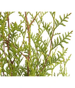 3 Meter Lebensbaum 'Brabant', 6 X Ca. 125-150 Cm -Gardena Store 7511009 WE DE 001 LebensbaumThujaOccidentalisBrabant3L