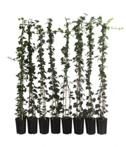 2 Meter Großblättriger Efeu 'Hibernica', 8 X Ca. 150 Cm