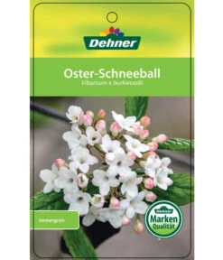 Wintergrüner Schneeball 'Burkwoodii' -Gardena Store 7533391 OsterSchneeball Etikett 1