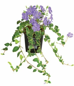 Immergrün 'Ralph Shugert'