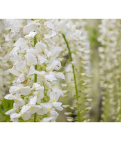 Chinesischer Blauregen -Gardena Store 7542905 PR DE 001 WisteriaBlauregenWeissPixabay