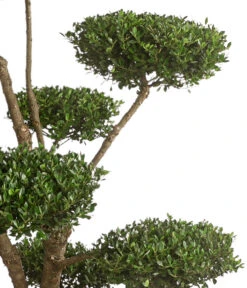 XXL Japanische Stechpalme, Ca. 150-175 Cm -Gardena Store 7548167 WE DE 002 JapanischeStechpalmeXXL