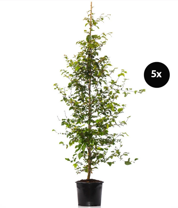 2,5 Meter Rotbuche, 5 X Ca. 175-200 Cm 1 2,5 Meter Rotbuche, 5 X Ca. 175-200 Cm