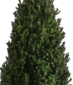 XXL Kegel-Eibe 'Hillii', Ca. 125-150 Cm -Gardena Store 7550650 WE DE 001 TaxusMediaHilly