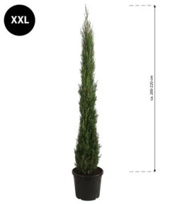 XXL Säulen-Zypresse, Ca. 200-220 Cm -Gardena Store 7550734 WE BG 001 SaulenzypresseXXL