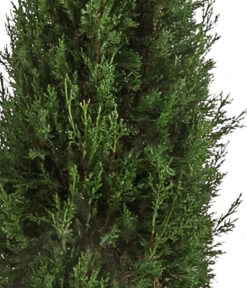 XXL Säulen-Zypresse, Ca. 200-220 Cm -Gardena Store 7550734 WE DE 001 SaeulenZypresseXXL