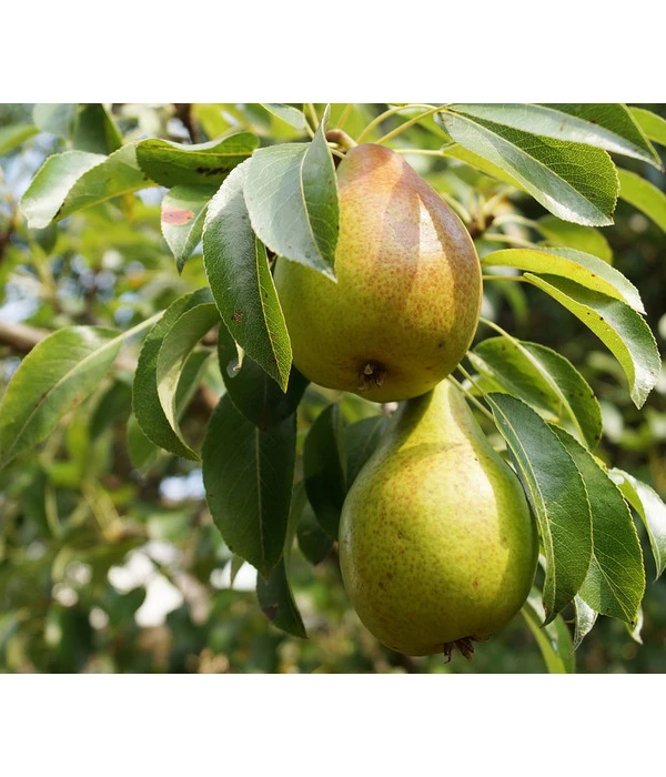 Birne Am Spalier 1 Birne Am Spalier