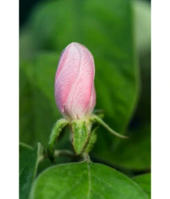 Birnenquitte -Gardena Store 7612286 WE DE 002 CydoniaOblongaQuitteLucknerMai2015