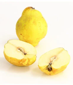 Birnenquitte -Gardena Store 7612286 WE DE 003 BirnenquittePortugiesischeCydoniaOblonaDehnerExpressHerzig