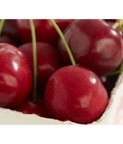 Süßkirsche 'Burlat'
