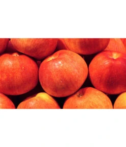 Neue Veröffentlichungen -Gardena Store 7621865 WE MO 001 ZergapfelCroquellaPixabay