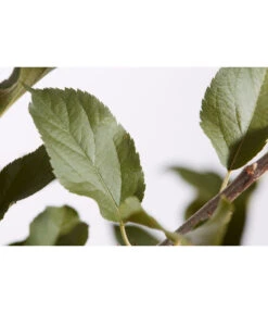 Winterapfel 'Cox Orange' -Gardena Store 7626518 PR DE 001 ApfelCoxOrangeMalusBusch95LiterDehnerExpressZS