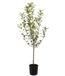 Winterapfel 'Cox Orange' -Gardena Store 7626518 PR FS 001 ApfelCoxOrangeMalusBusch95LiterDehnerExpressZS