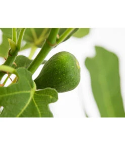 Feige 'Brown Turkey' -Gardena Store 7642937 PR DE 001 FicusCaricaFeigeBrownTurkey7 5LDehnerExpressZS