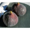 Feige 'Brown Turkey'