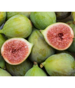 Echte Feige 'Bornholms Diamant'