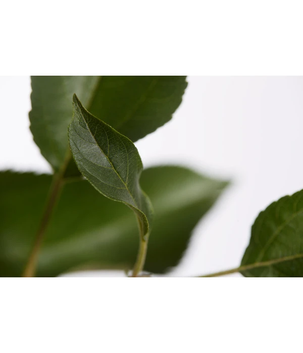 Herbstapfel 'Gala' 4 Herbstapfel 'Gala' – Bild 4