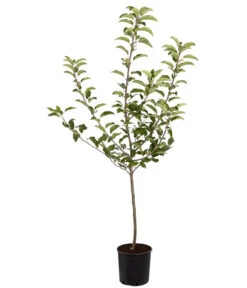 Herbstapfel 'Gala' 6 Herbstapfel 'Gala' -Gardena Store 7645880 PR FS 001 ApfelGalaBuschMalus95LiterDehnerExpressZS