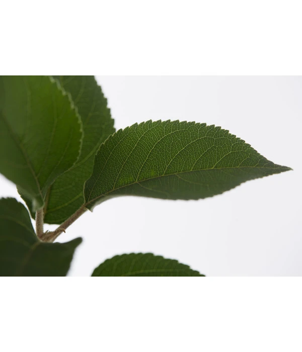 Winterapfel 'Goldparmäne' 4 Winterapfel 'Goldparmäne' – Bild 4