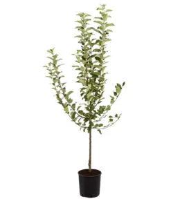Winterapfel 'Goldparmäne' 8 Winterapfel 'Goldparmäne' -Gardena Store 7654999 PR FS 001 ApfelGoldparmaeneMalusBusch95LiteDehnerExpressZS